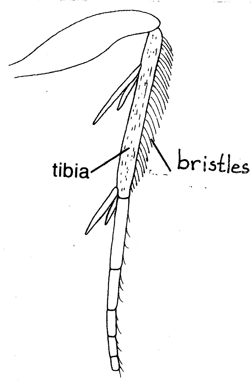Hindleg of Phyllocnistis unipunctella (Gracillariidae).